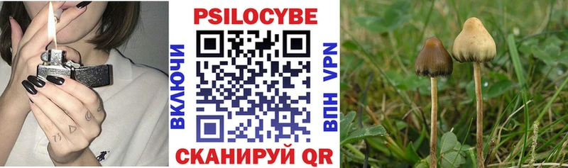 мега ССЫЛКА  darknet телеграм  Псилоцибиновые грибы Magic Shrooms  Новосибирск 